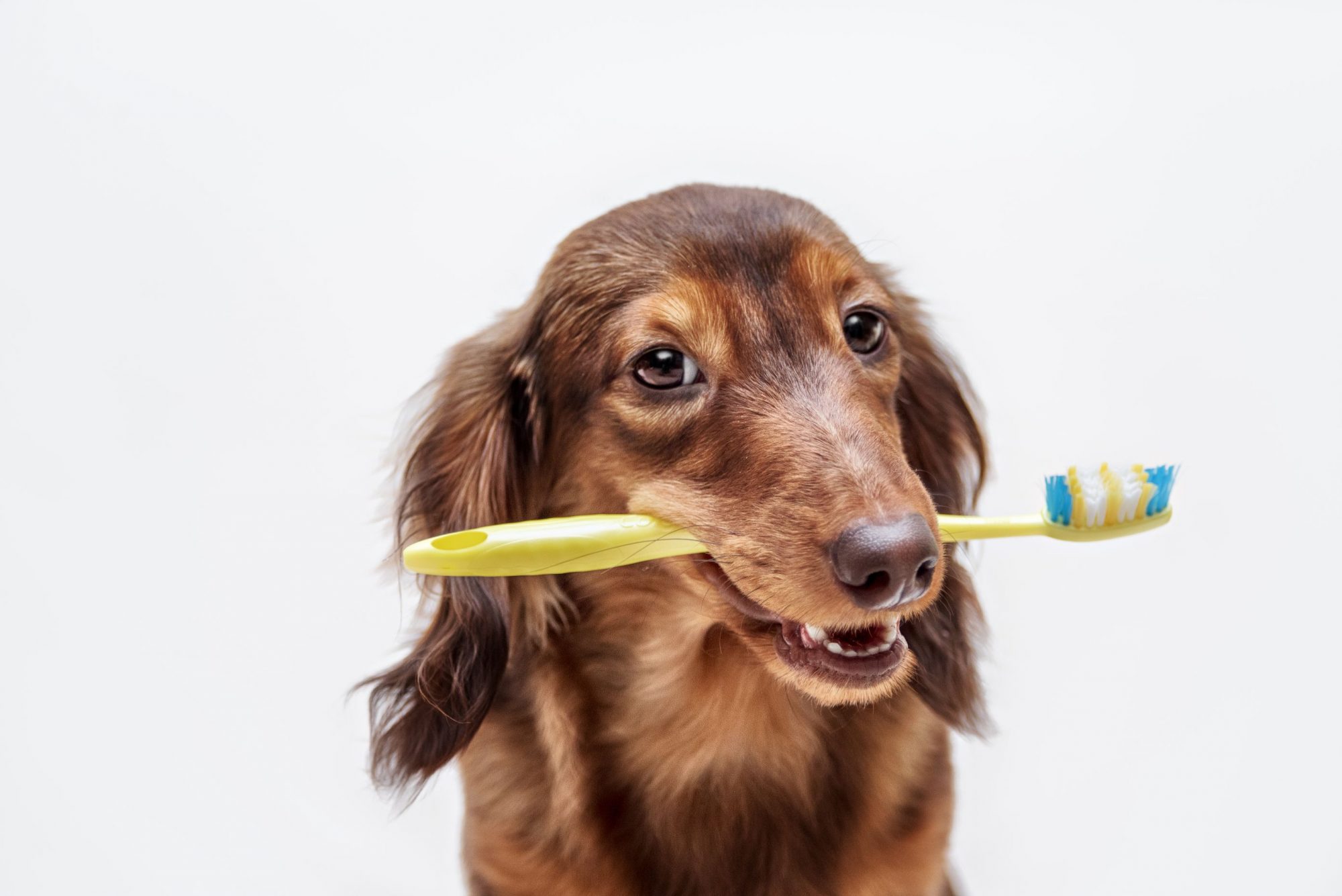 Dog holding toothbrush in its mouth.