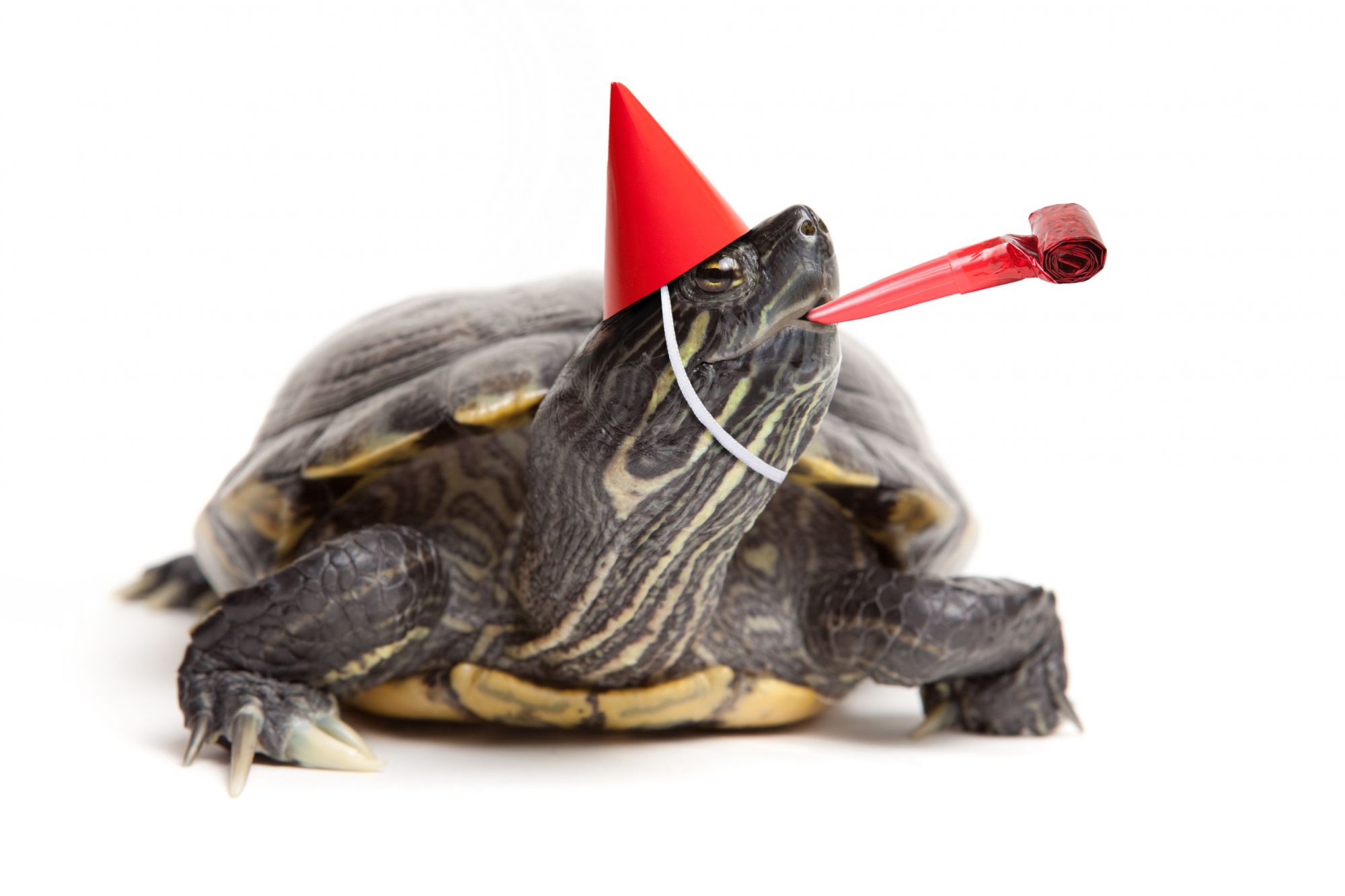 Turtle at a party.