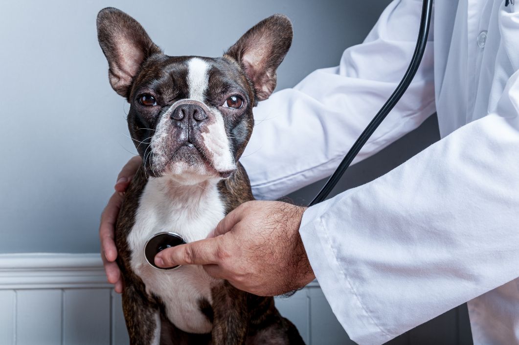 dog getting exam.