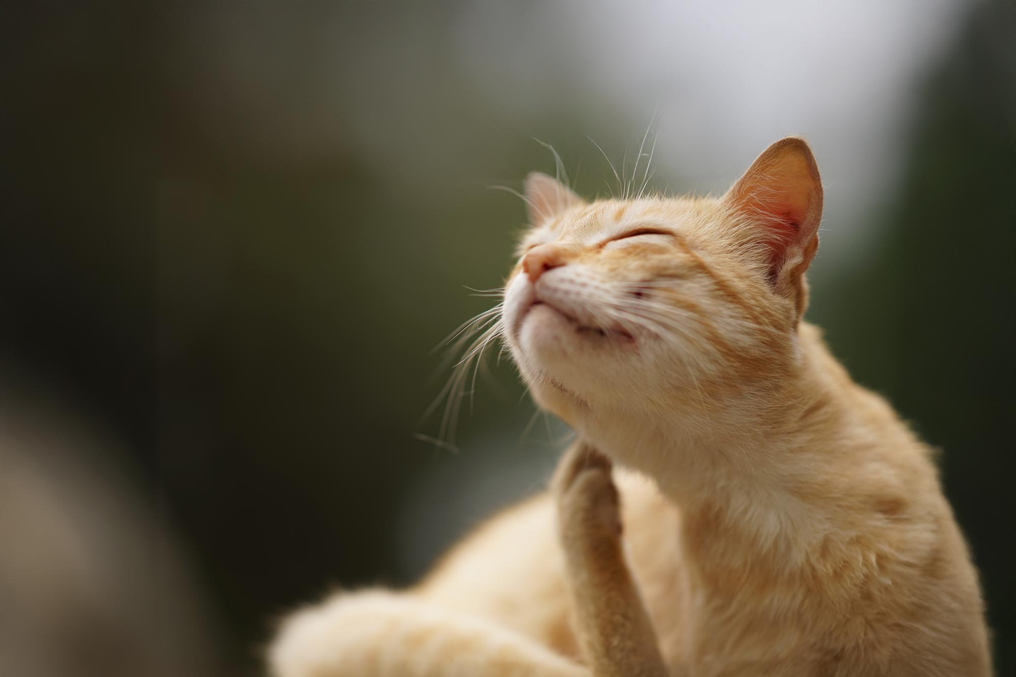cat paw scratches behind the ear while sitting outside