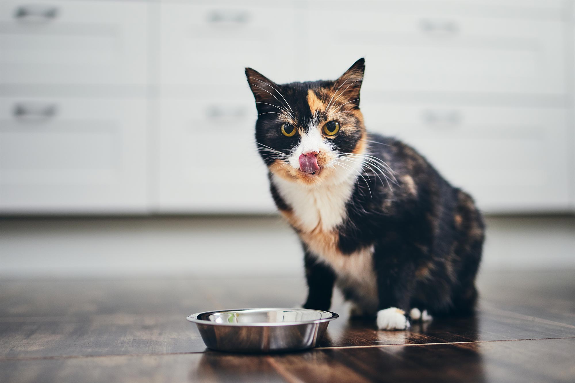 hungry cat eating food licking it lips in the kitchen