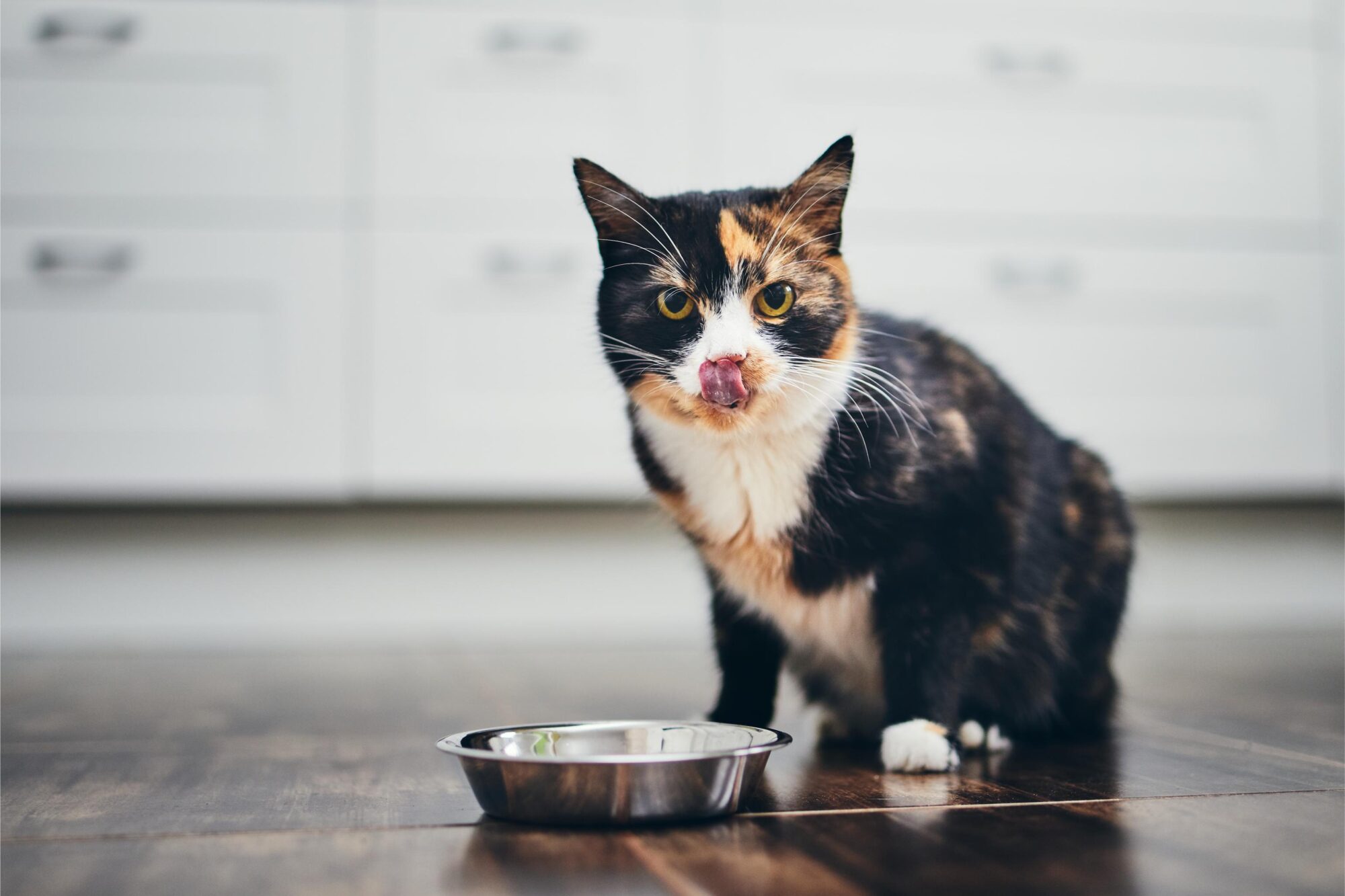 hungry cat eating food licking it lips in the kitchen.