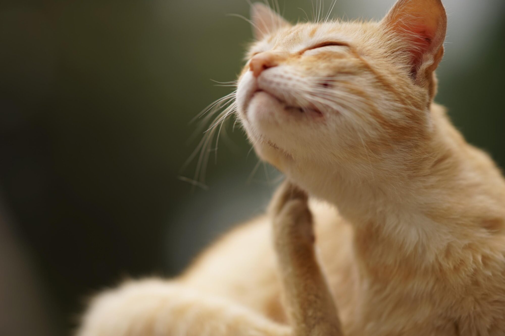 cat paw scratches behind the ear while sitting outside.