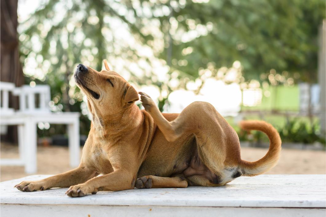Brown Dog Scratching Himself .