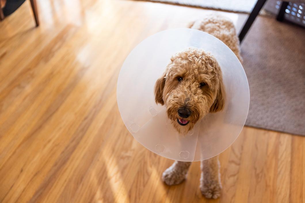 Goldendoodle wearing a cone.