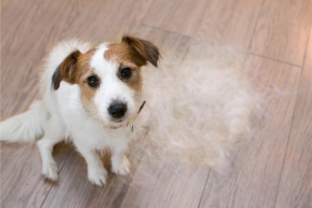 jack russell dog shedding hair.
