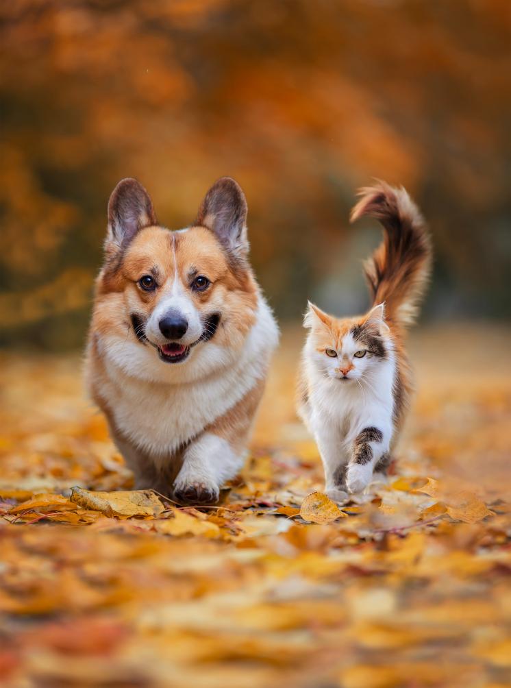 Cat and a Corgi walk through fallen leaves .