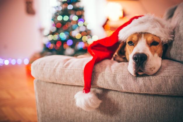 dog laying on couch in santa hat.