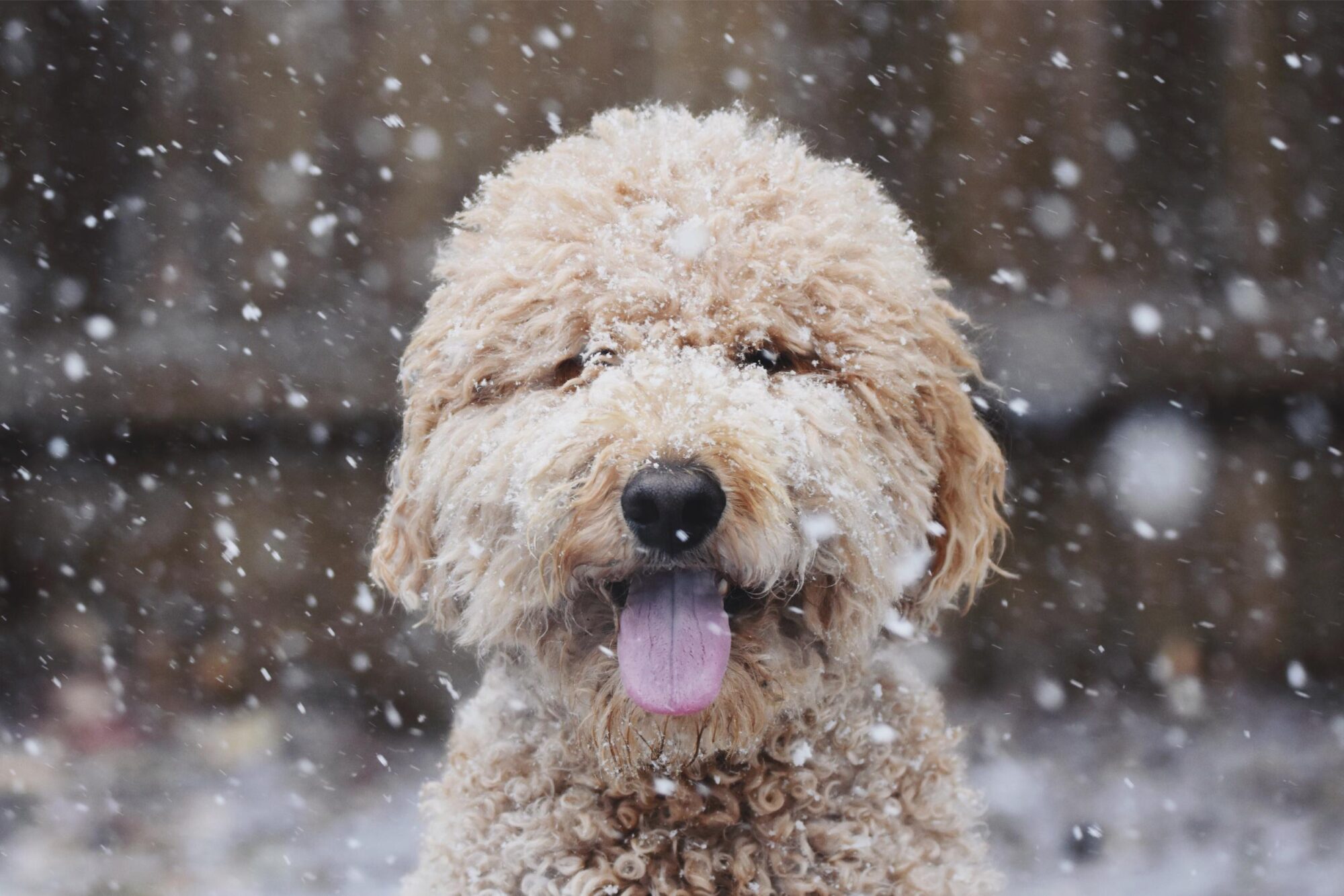 happy dog in the snow.