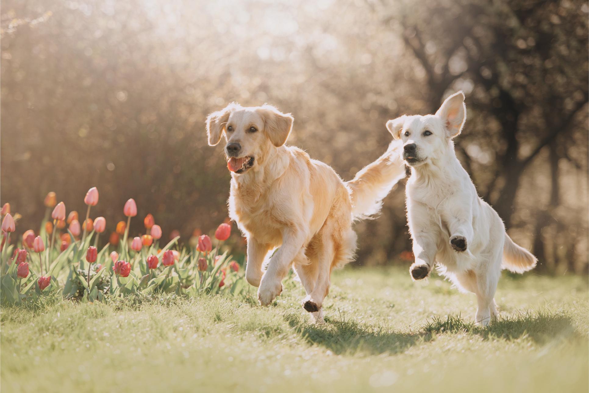 Two Golden retriever dogs running after each other.