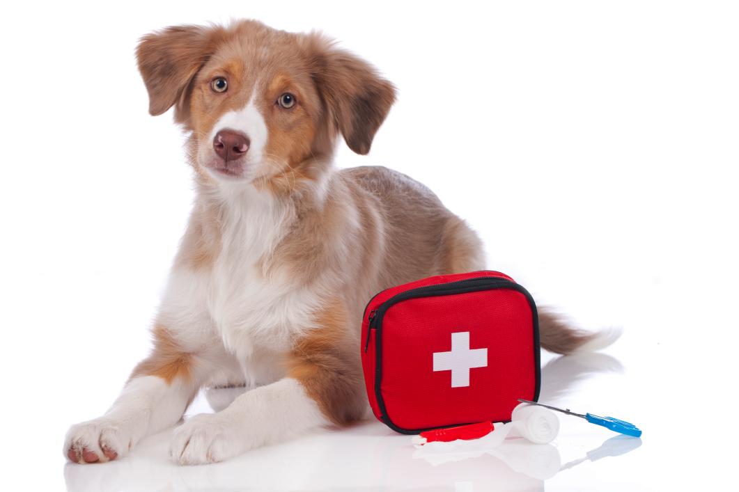 Australian shepherd puppy with first aid kit.