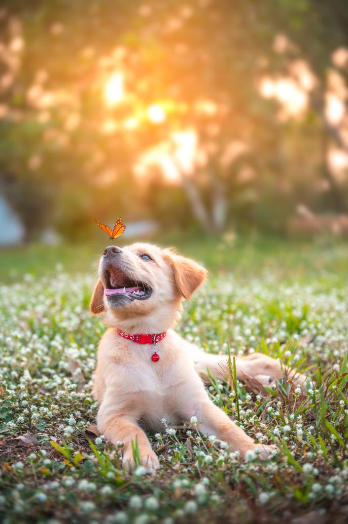 A young golden retriever dog with a orange butterfly the nose.