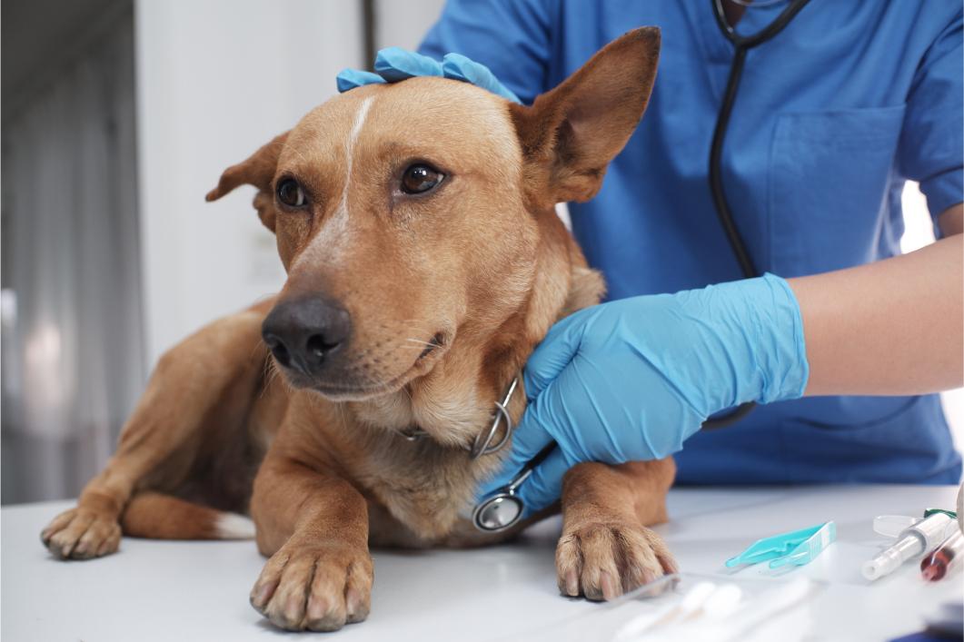 vet checking on a pet.