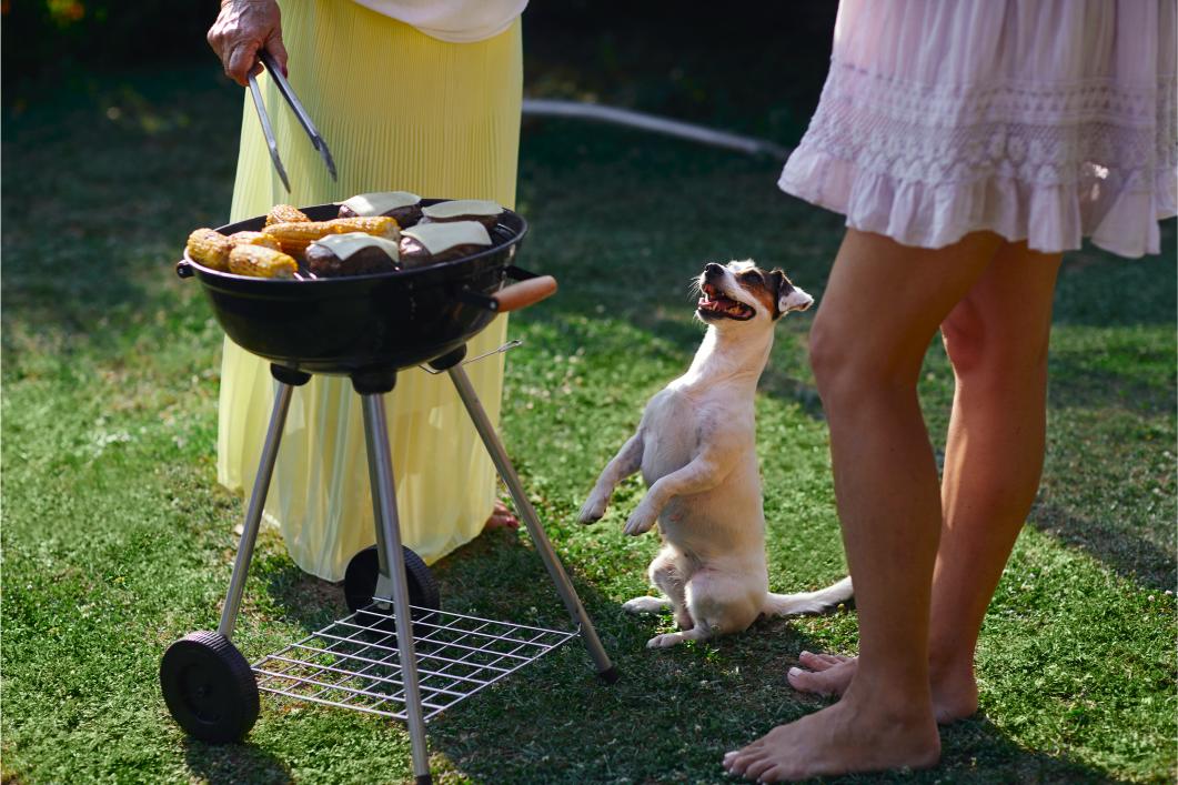 Dog Waiting For Food While Owners Are Preparing The Food On A Grill.
