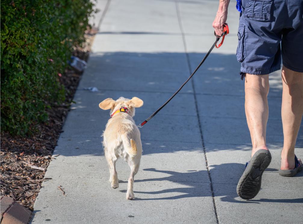 Dog walking on leash with man.