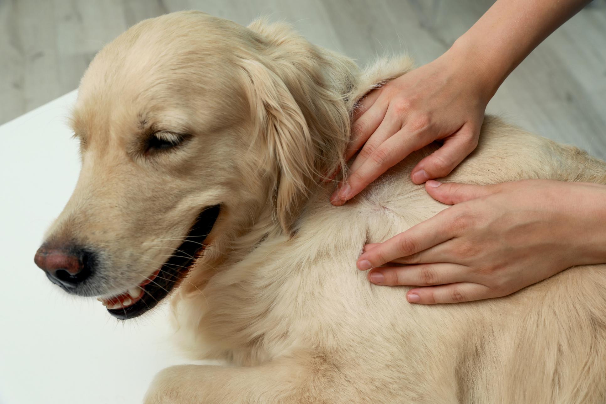 owner checking a dog's skin and fur for ticks.