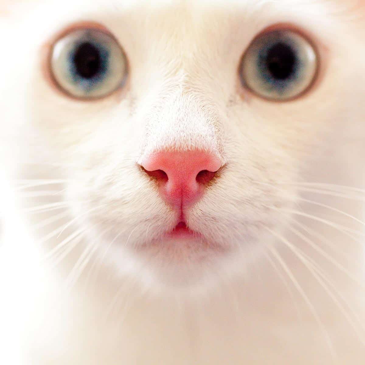 White Cat Close-up